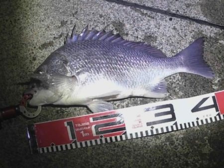 5目釣りクロダイ、キビレ、カマス、アナゴ